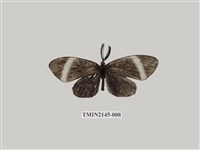 藏品(茶帶螢斑蛾)的圖片